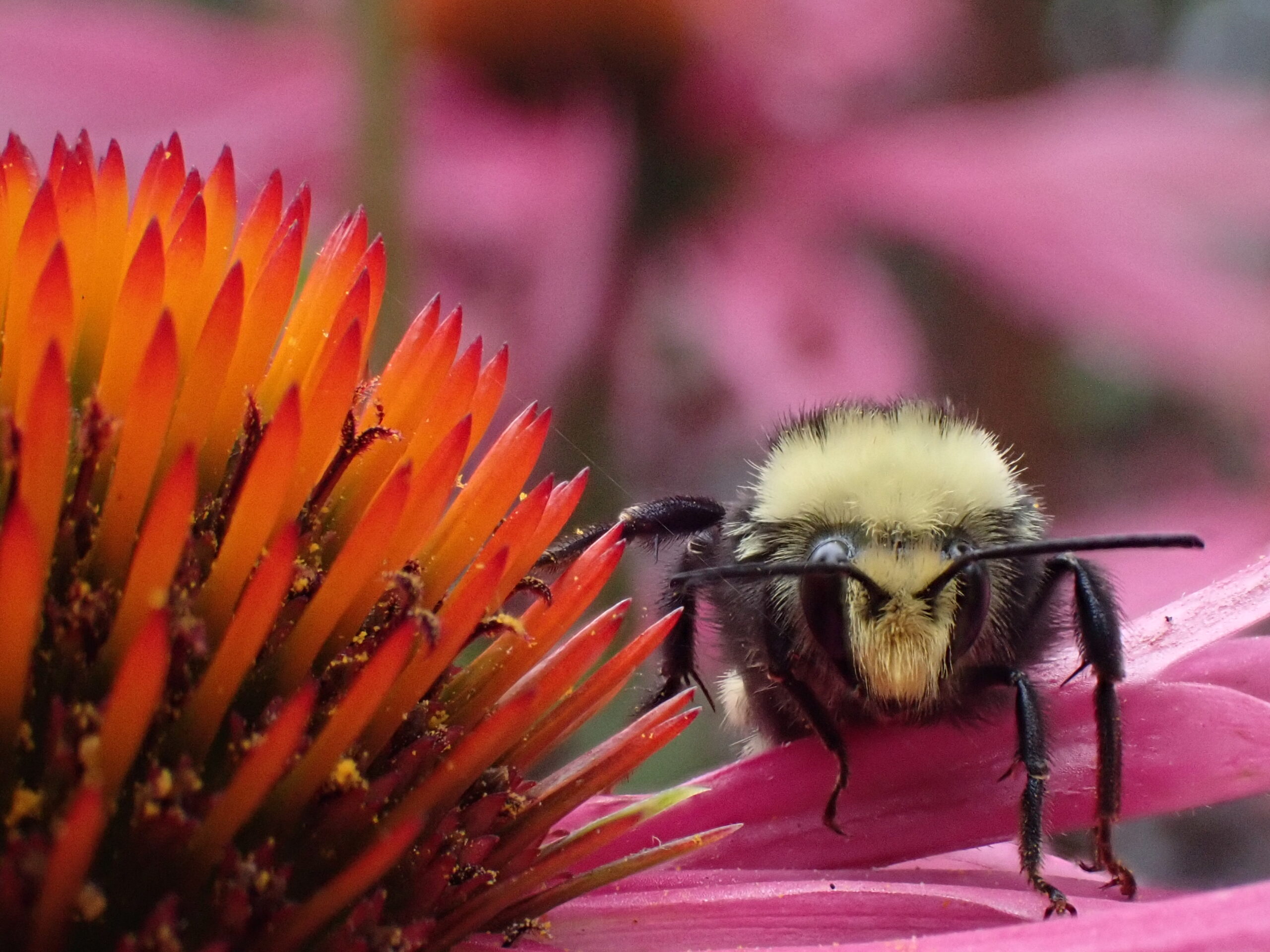 Yellow-faced bumble bee on echinacea purpurea