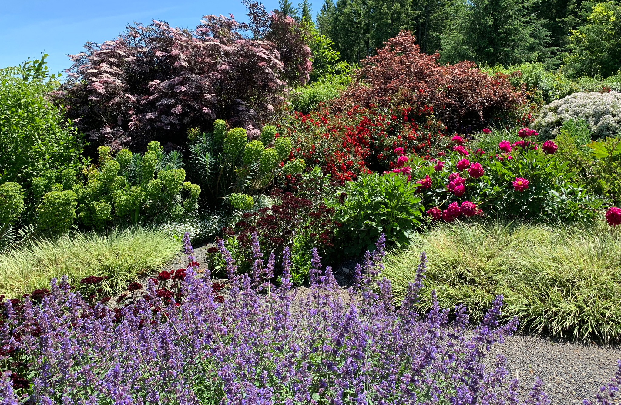 Blooming elderberry, peony, euphorbia, and catmint, with a border of ornamental grass