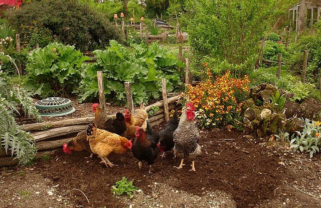 chicken garden