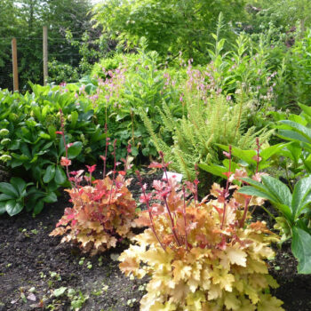 Heucera and ferns in Learning Garden