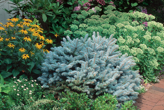 Dwarf conifer in the garden surrounded by sedums, rudbeckie, and small daisies