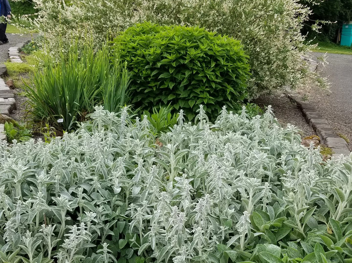 Deer resistant planting at Learning Garden.