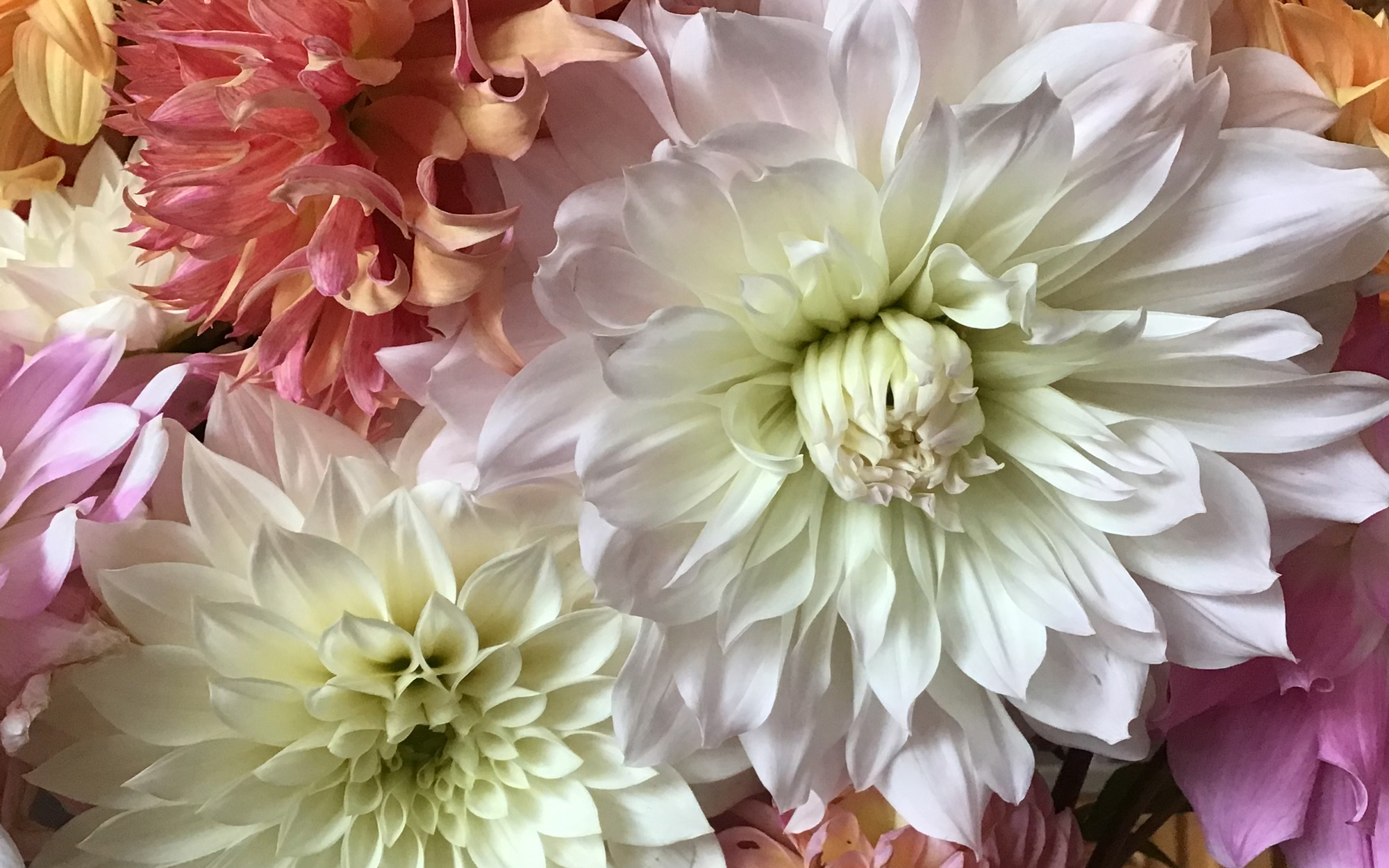 Collection of colorful dahlia blooms in pink, orange and white