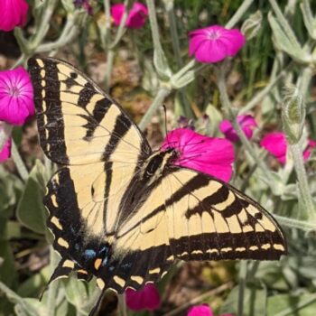 Image of adult Western Tiger Swallowtail butterfly sipping nectar from Rose Campion flower