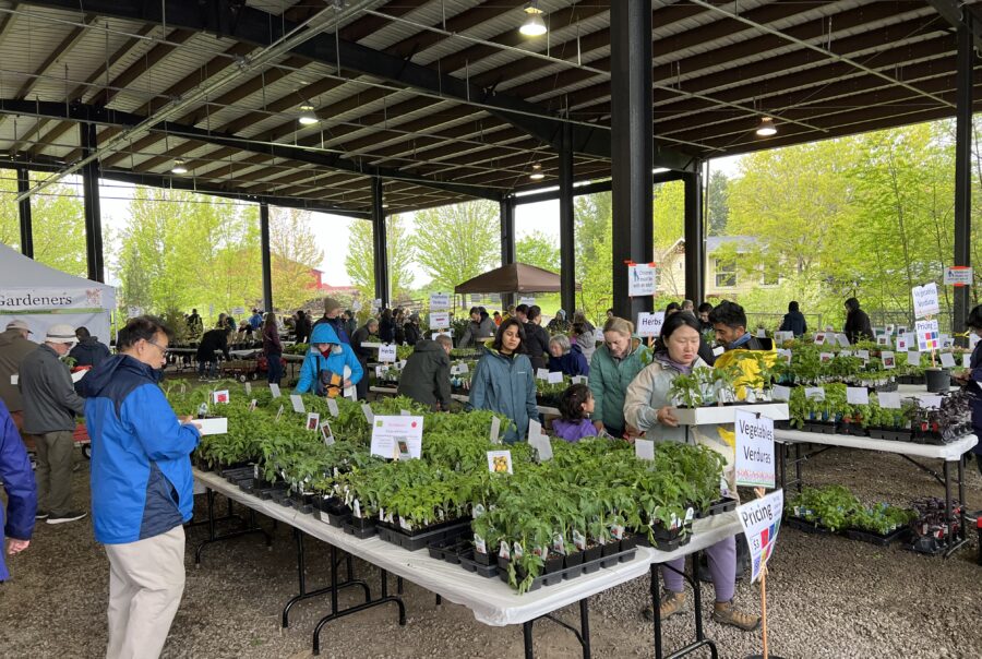 Gardenfest 2024 people shopping for tomato plants