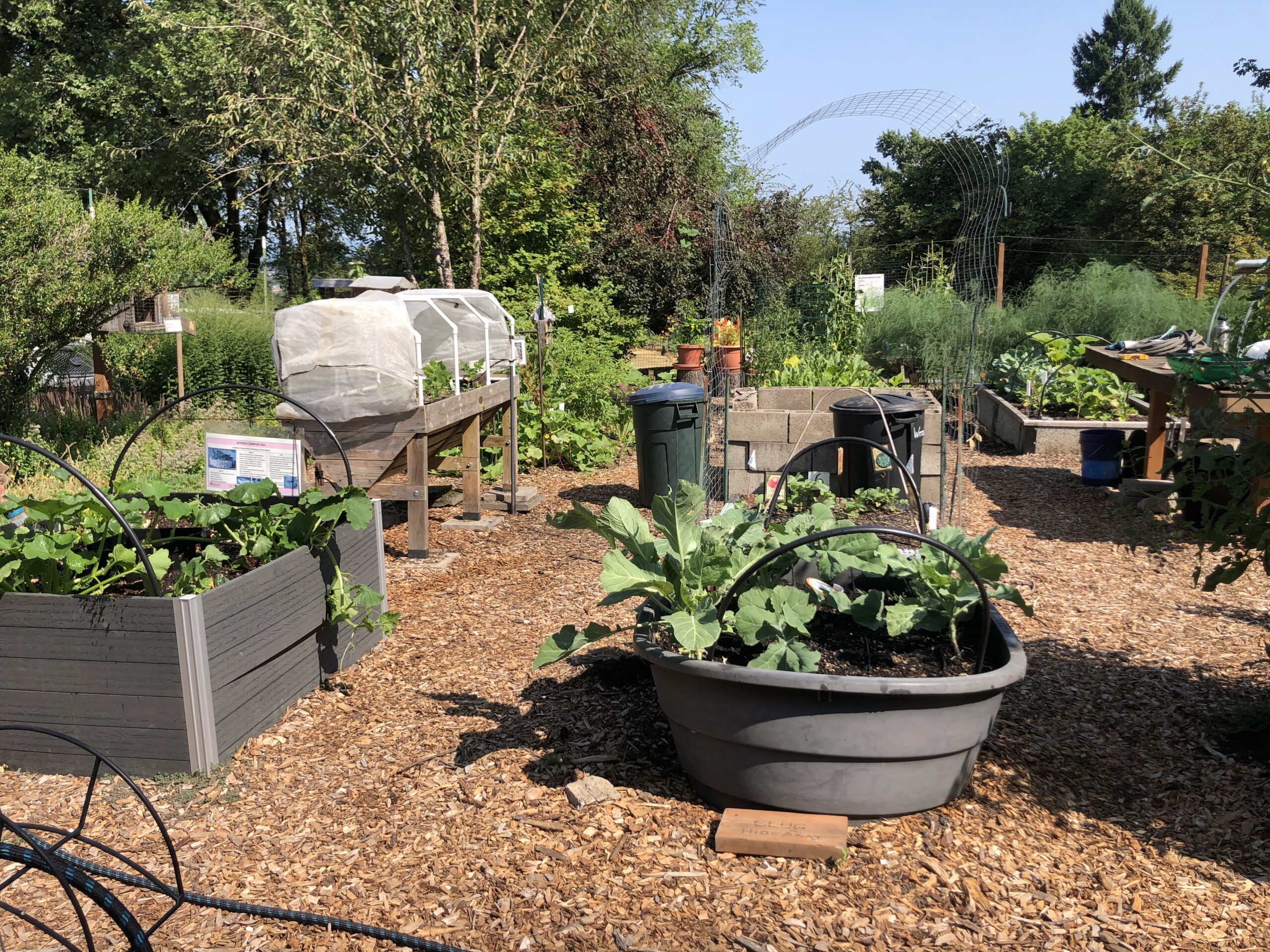 vegetable garden.