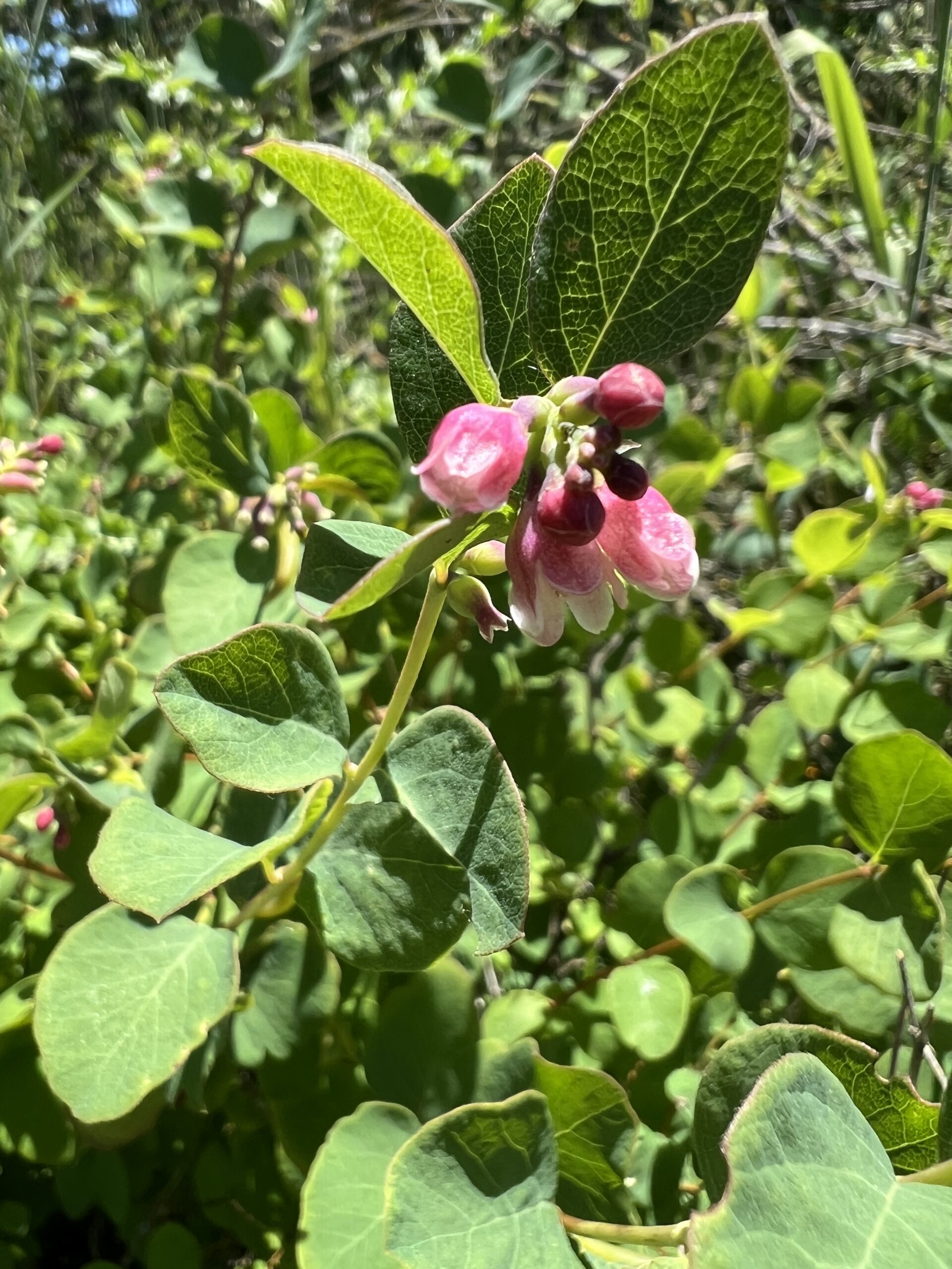 native plant snowberry blossom