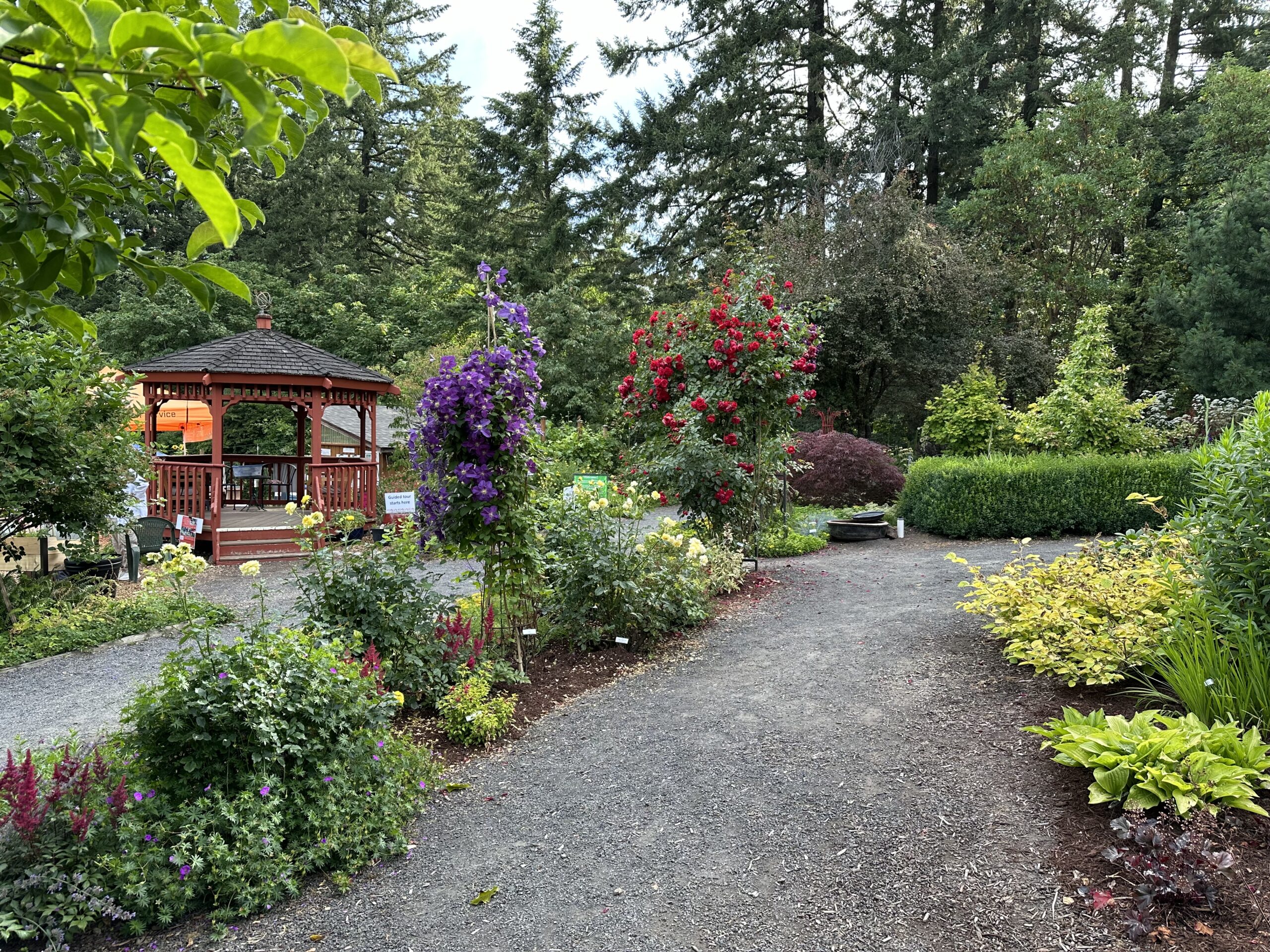 View of gazebo at WCMGA Learning Garden