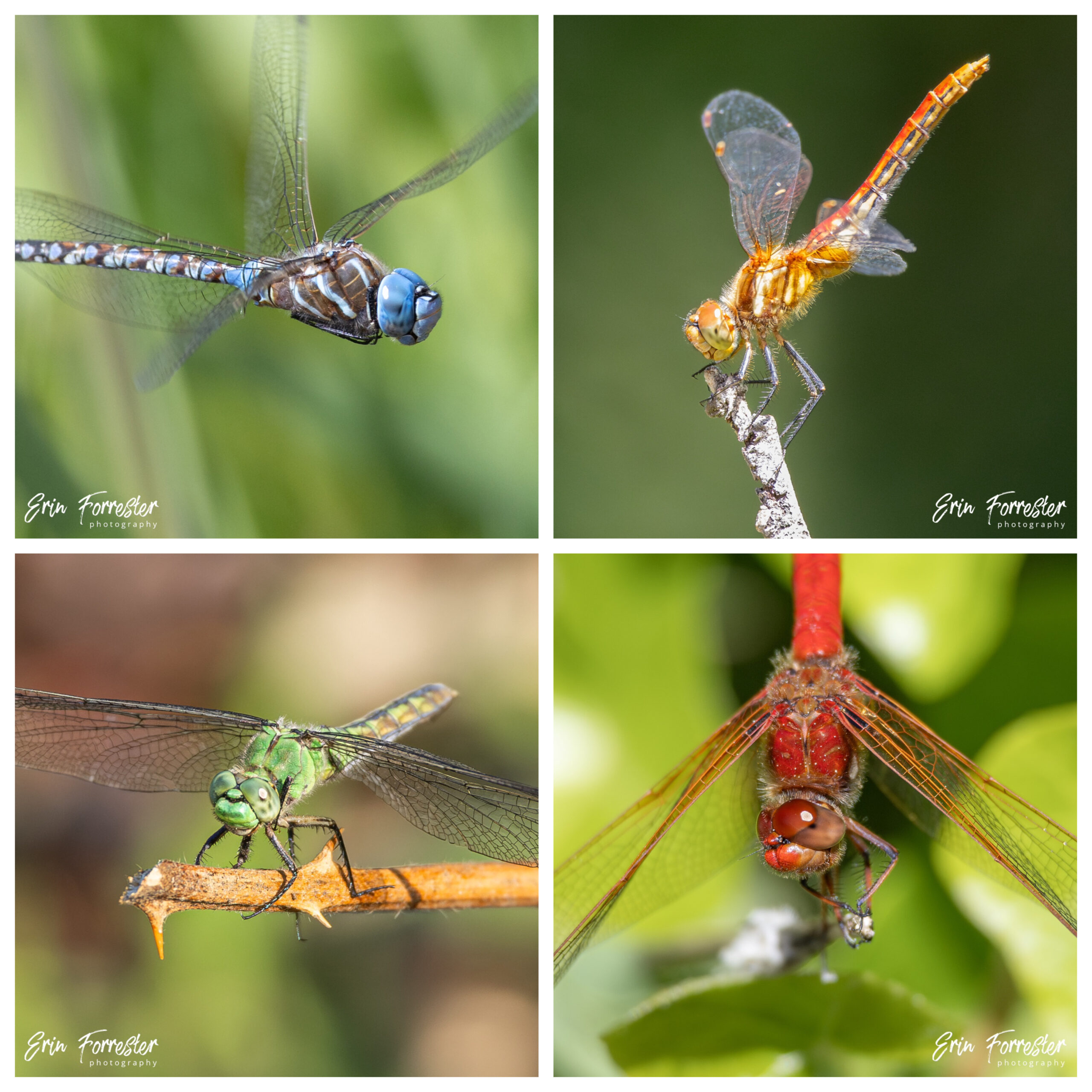 Four images of blue, yellow, green, and red dragonflies.