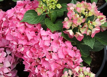 Pink hydrangea blooms