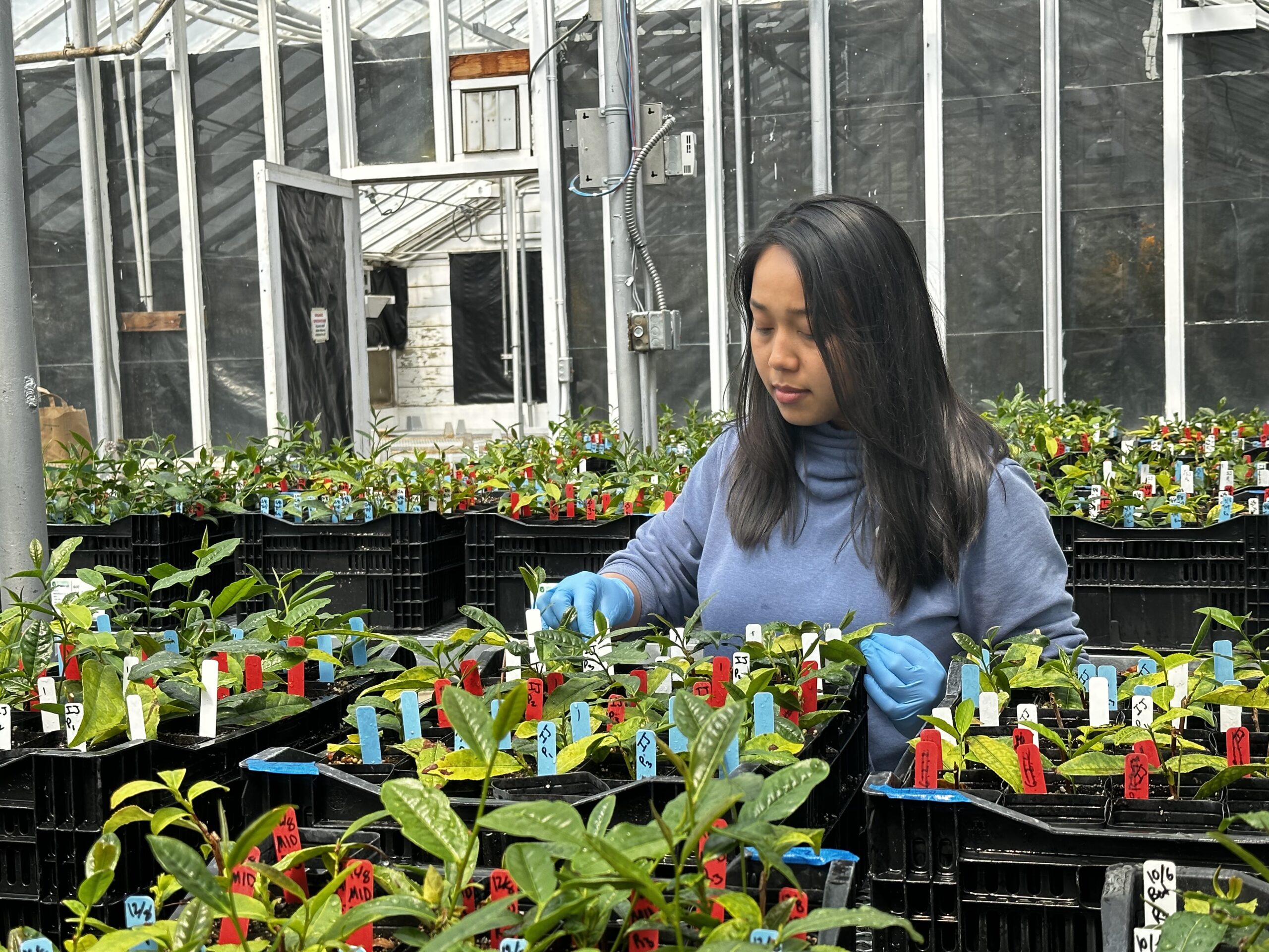 Srijana with tea plants in lab