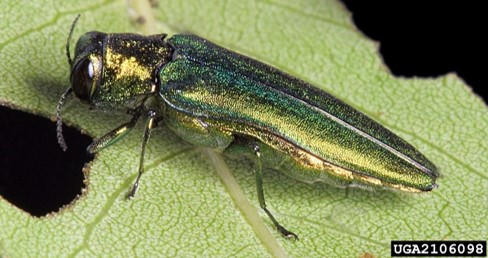 Emerald Ash Borer