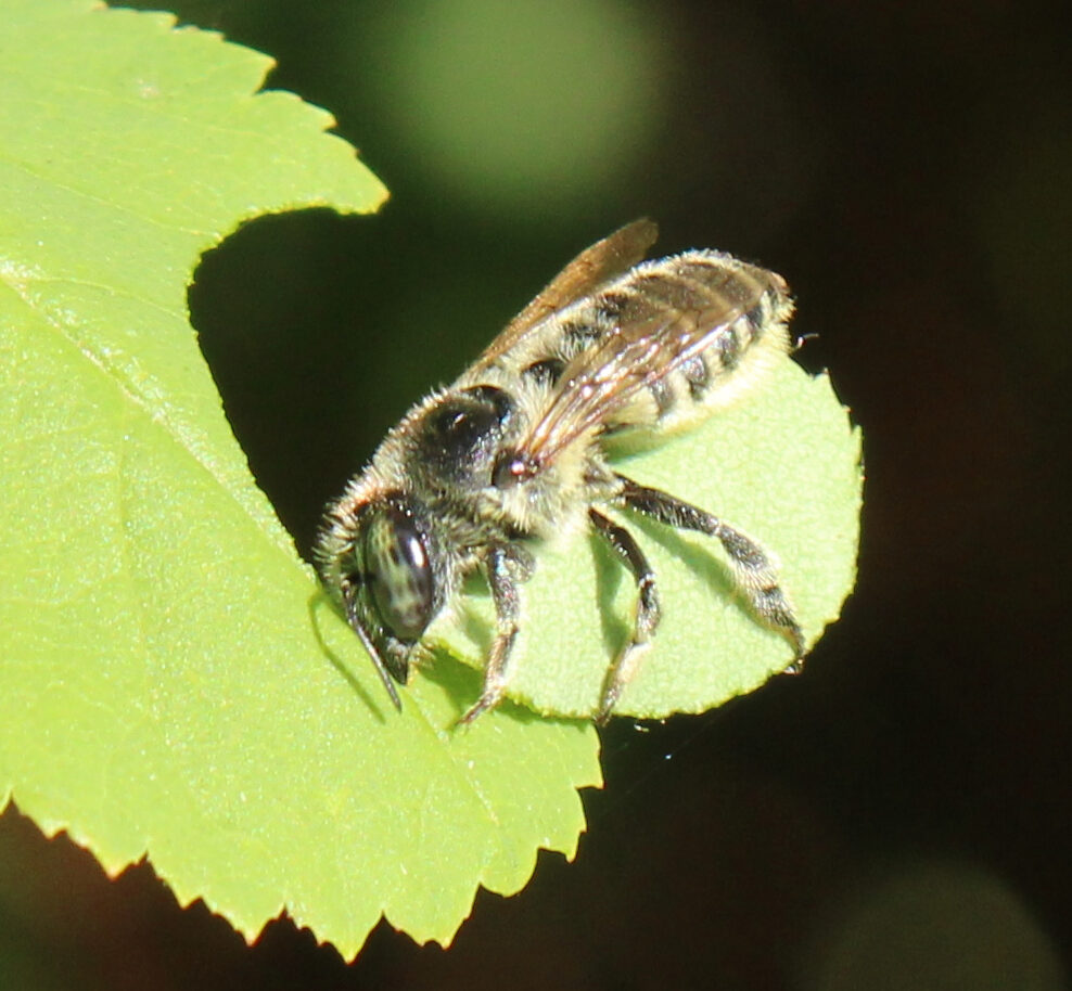leafcutter bee